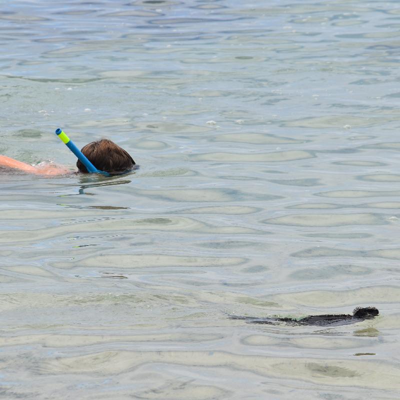 Snorkeling avec les iguanes